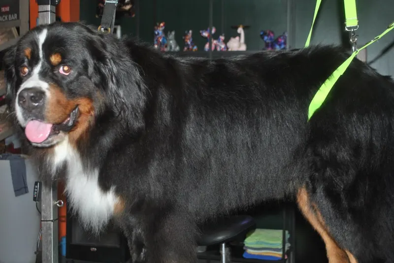 Berner Sennenhond met de tong uit op de trimtafel