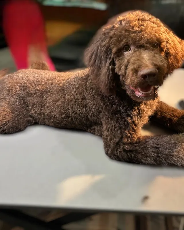 Lagotto Rocco ligt tevreden op de tafel