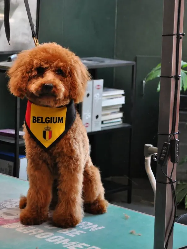 Puppy Willow met een Belgische bandana na zijn tweede trimbeurt